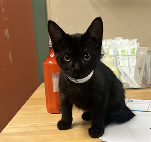 Photo of MORTICIA