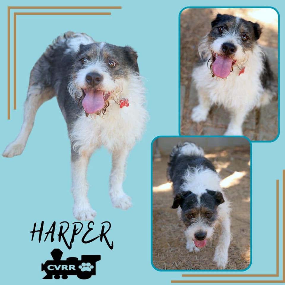 Photo of Harper
