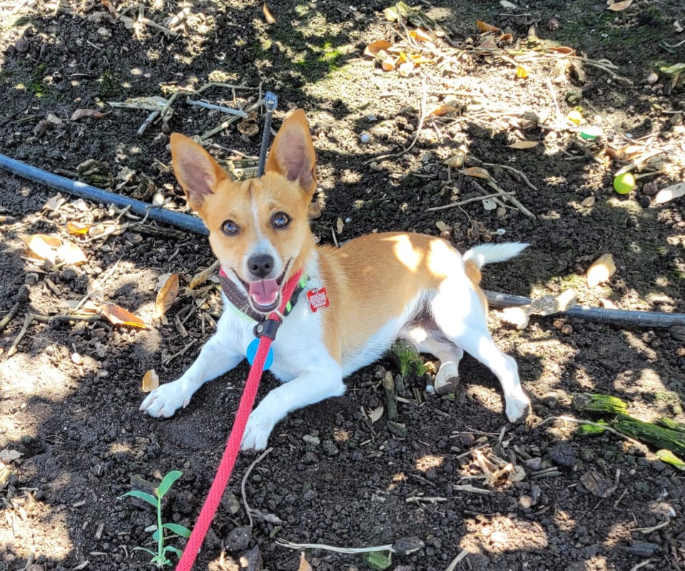 Photo of Chili