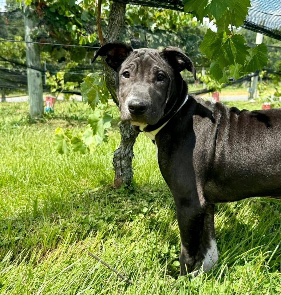 Photo of Remi