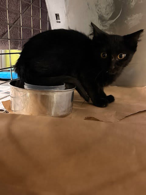Photo of BOO