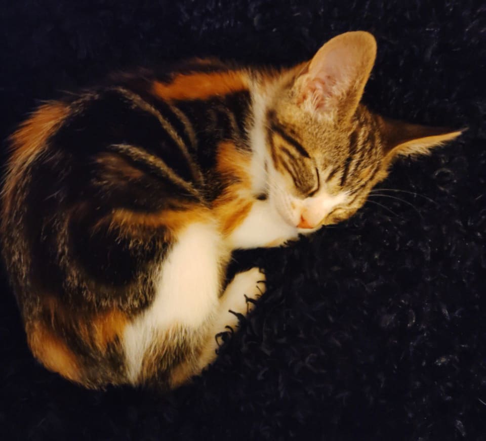 Photo of Jazmine