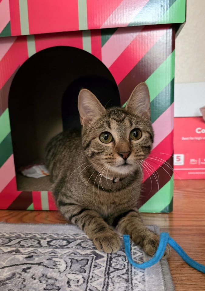 Photo of Juno