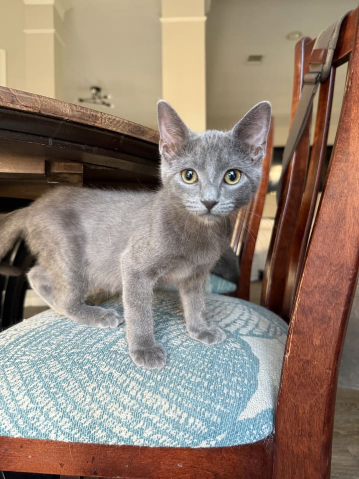 Photo of Smokey