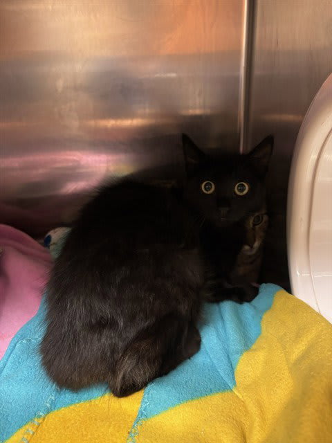 Photo of LICORICE