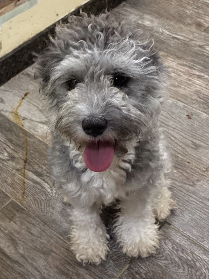 Photo of Fancy-ADOPTED 8/30/26