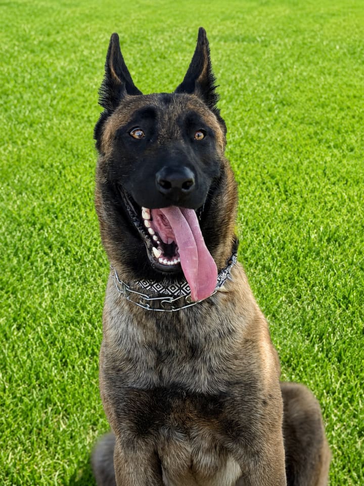 Photo of Goose