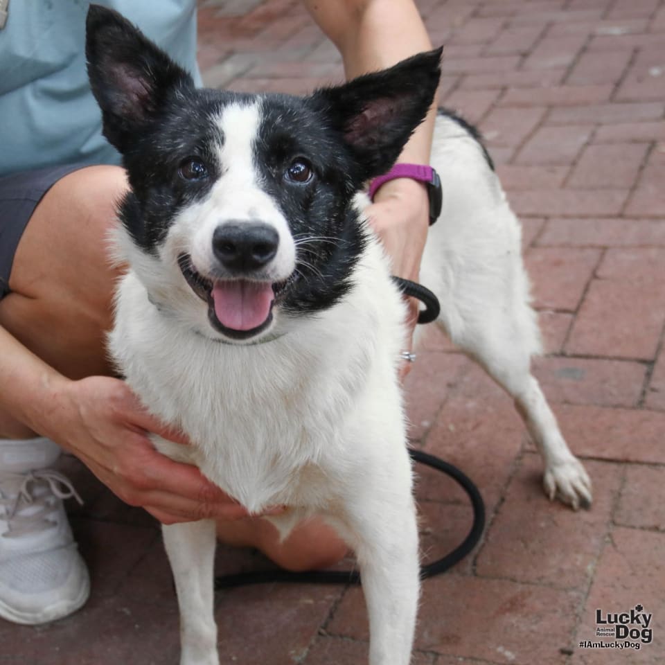 Photo of Indy