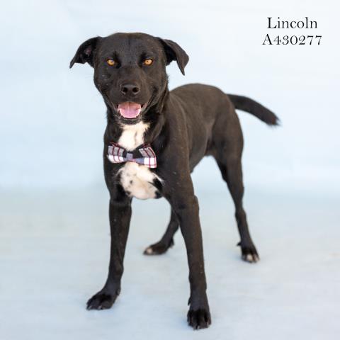 Photo of LINCOLN
