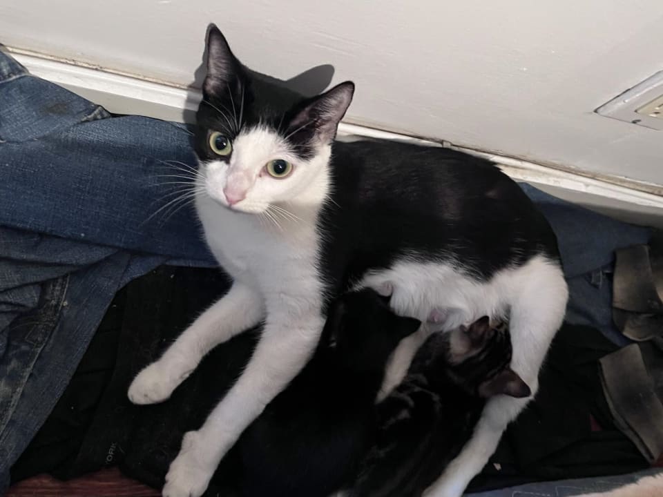 Photo of Nova
