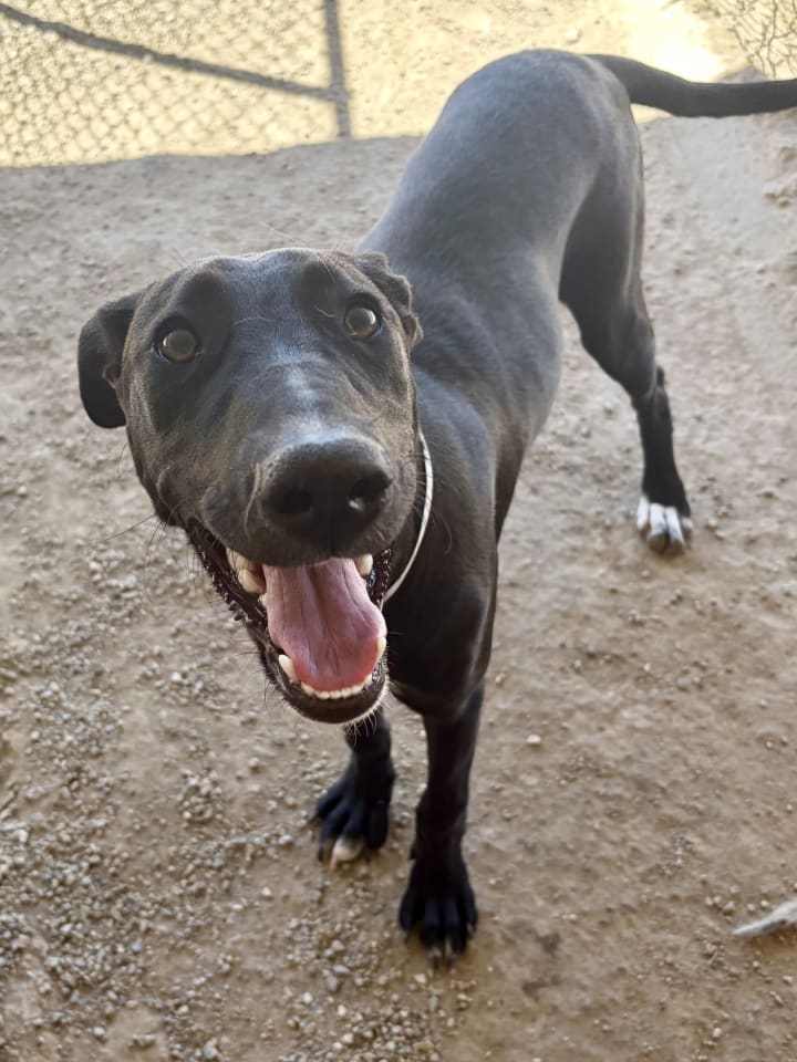 Photo of Everest (female)