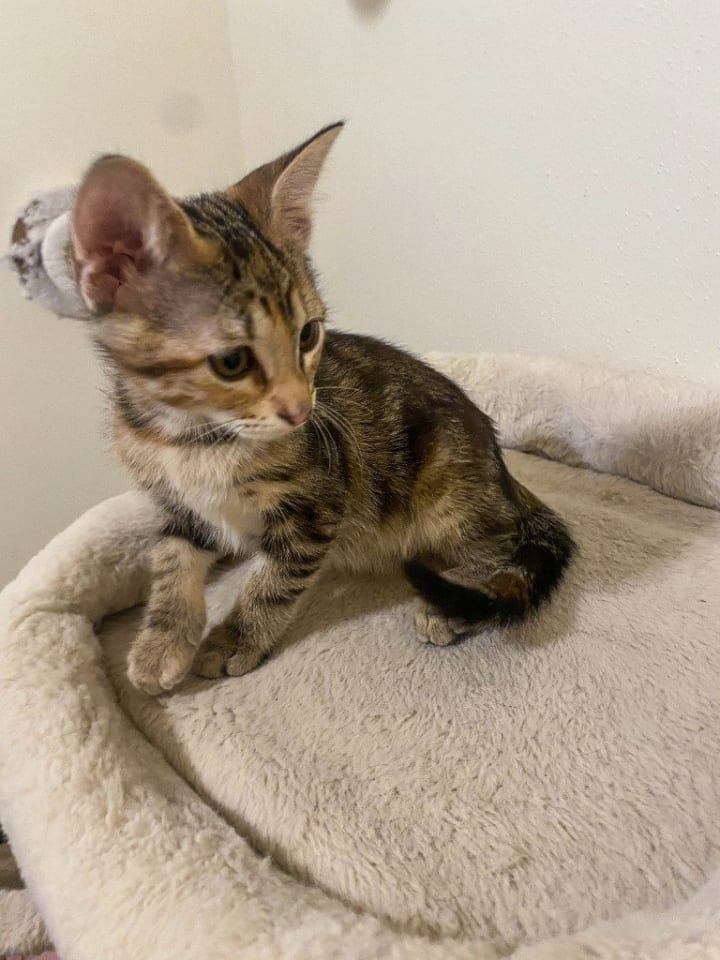 Photo of Adora