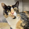 Photo of Callie