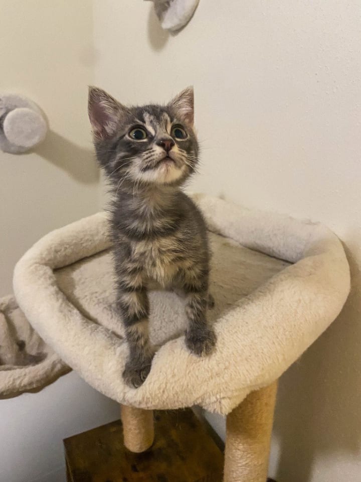Photo of Glimmer