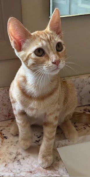 Photo of ZZ Simba