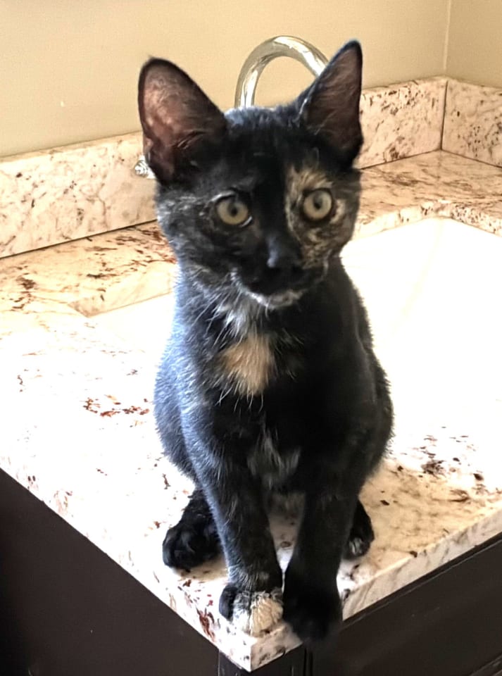 Photo of ZZ Marble