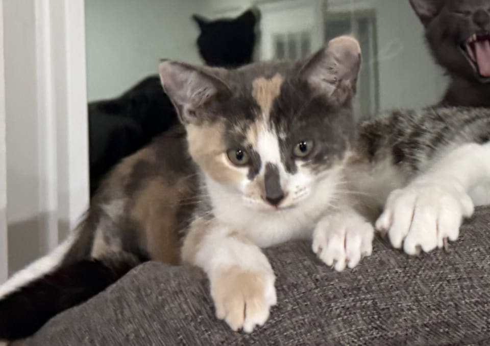 Photo of Sweetiepie bonded w/ Honeybun