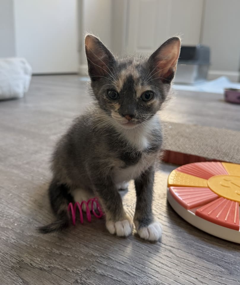 Photo of Babycakes