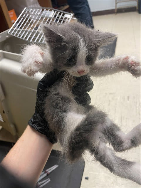 Photo of MARSHMELLOW
