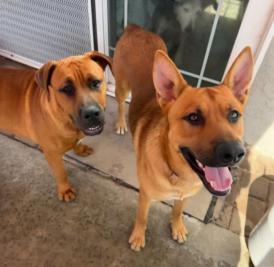Photo of Rocco - (Courtesy Post) Adopt Me!