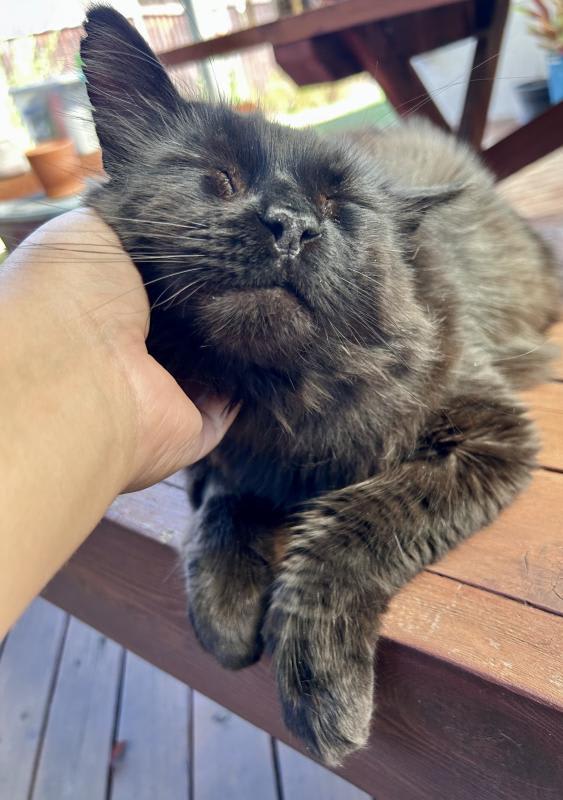 Photo of Loki
