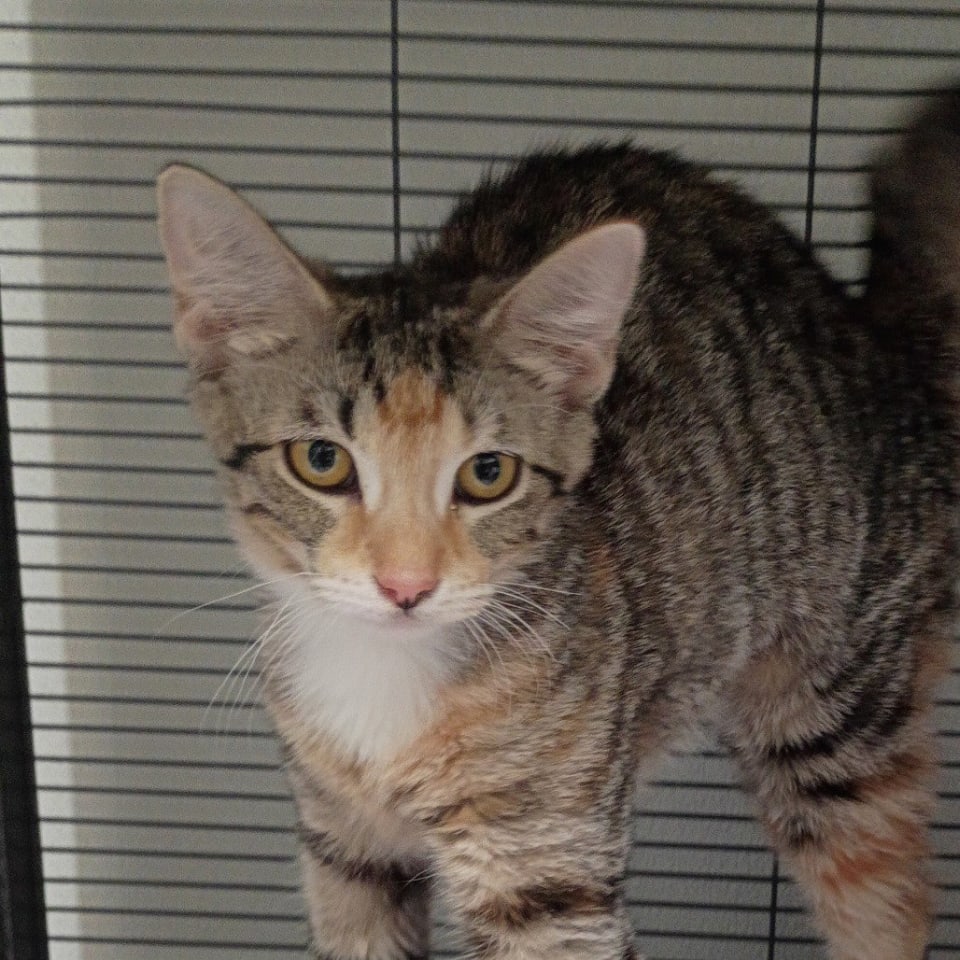 Photo of Button