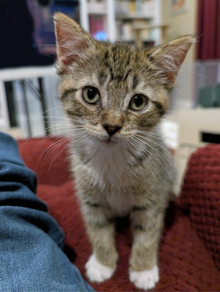 Photo of Daisy Skye (bonded w/ Lily Pad)