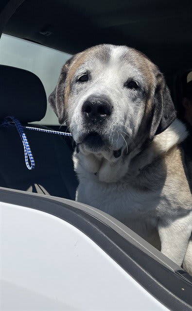 Photo of BARNABY