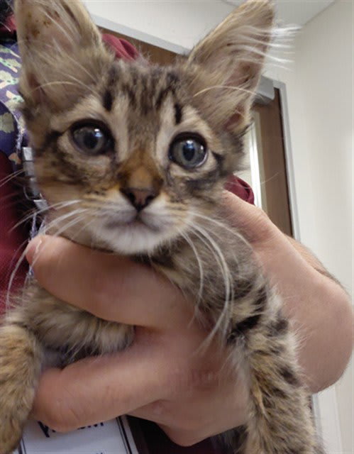 Photo of Cat