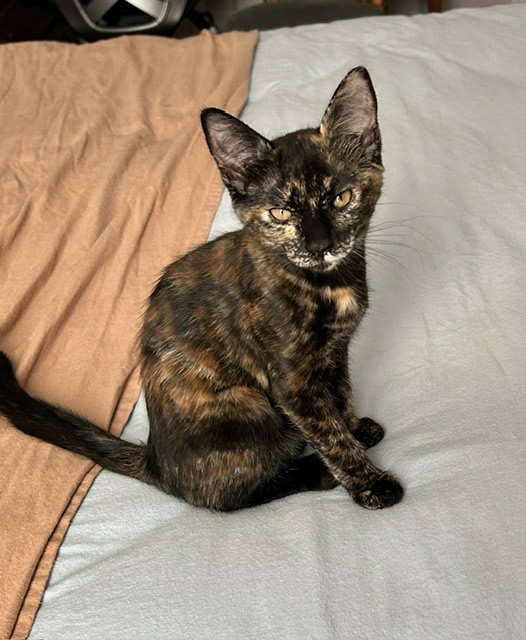 Photo of Cassie (Courtesy Post)