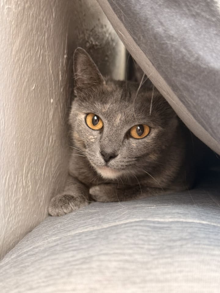 Photo of Circe