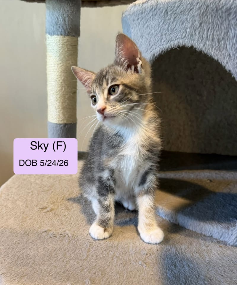 Photo of Sky