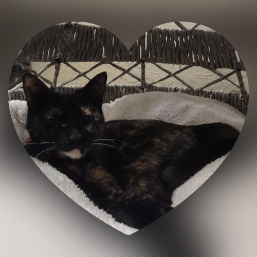 Photo of Bella the torti