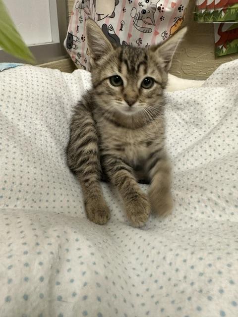 Photo of Carmie