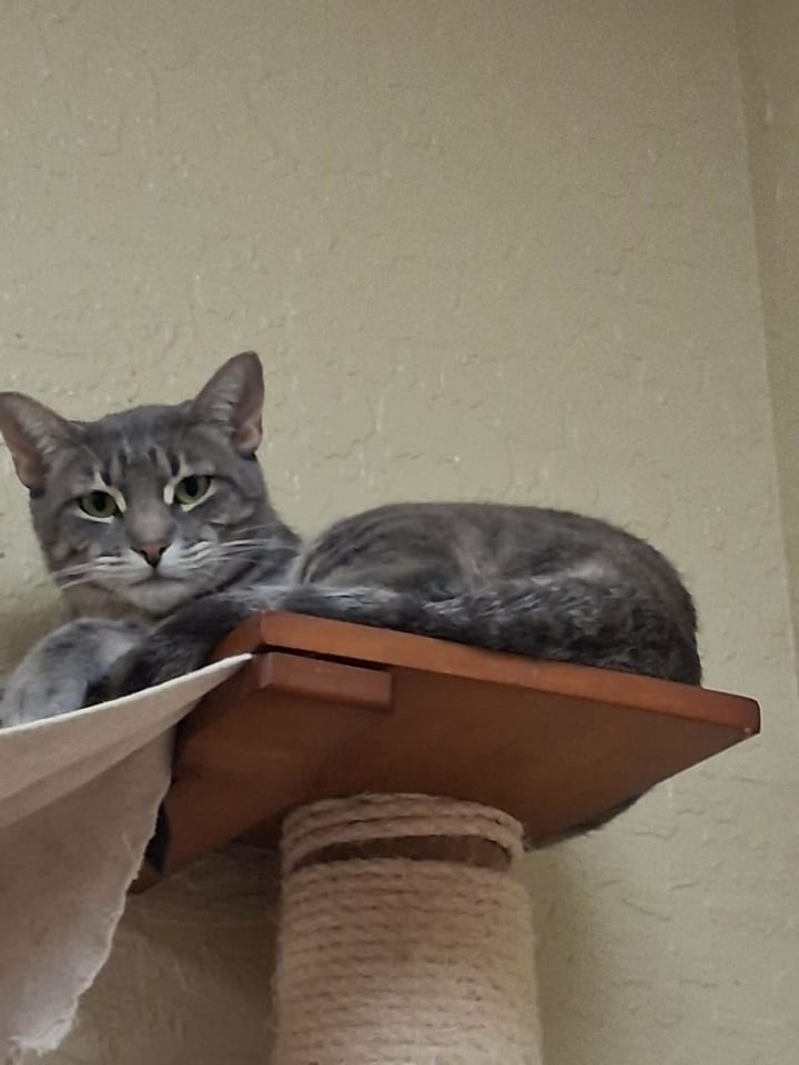 Photo of Cookie