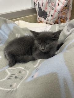 Photo of Cupcake
