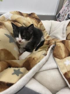 Photo of Dandelion