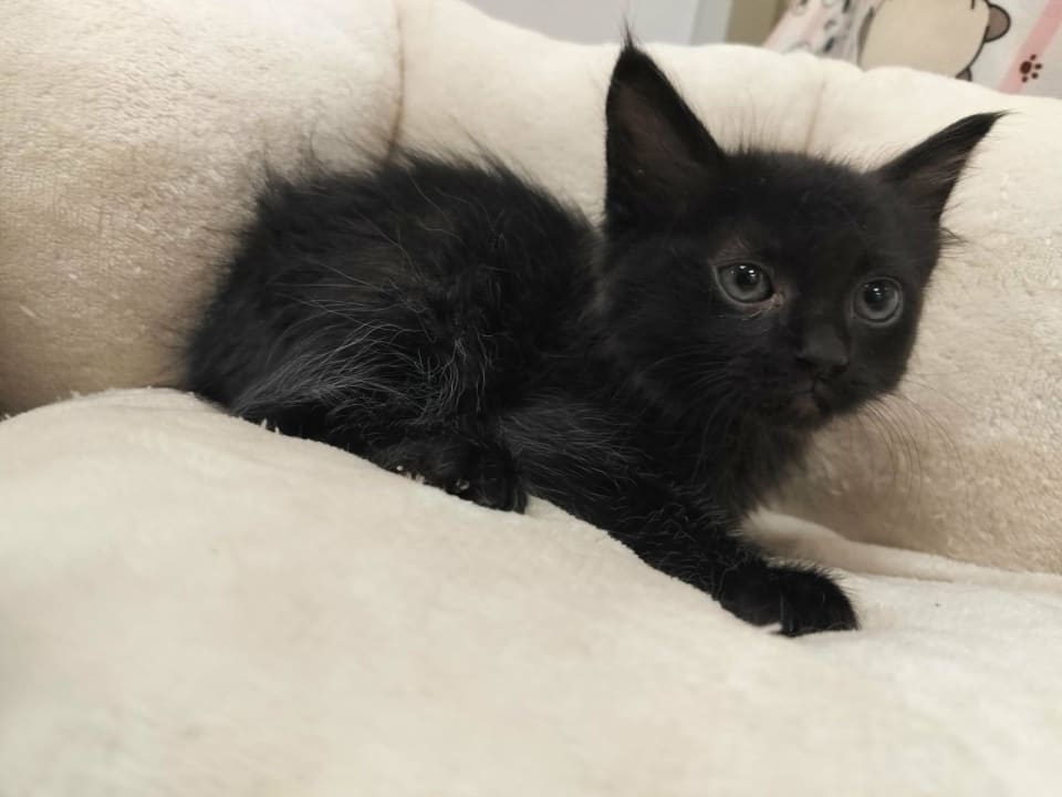 Photo of Dexter