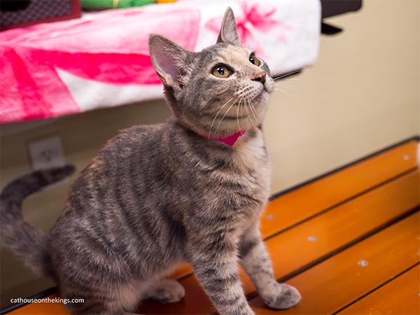Photo of Hazel