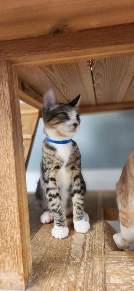 Photo of Kitten 27725 (Sherman)