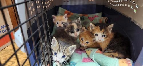 Photo of Kitten 27725 (Sherman)