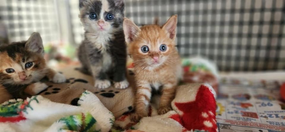 Photo of Kitten 27726 (Tigger)
