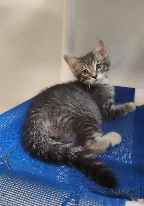 Photo of Kitten 27752 (Yosemite)
