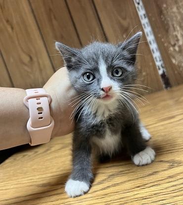 Photo of Kitten 27754 (Forest)