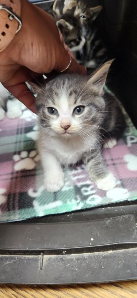 Photo of Kitten 27819 (Susie)