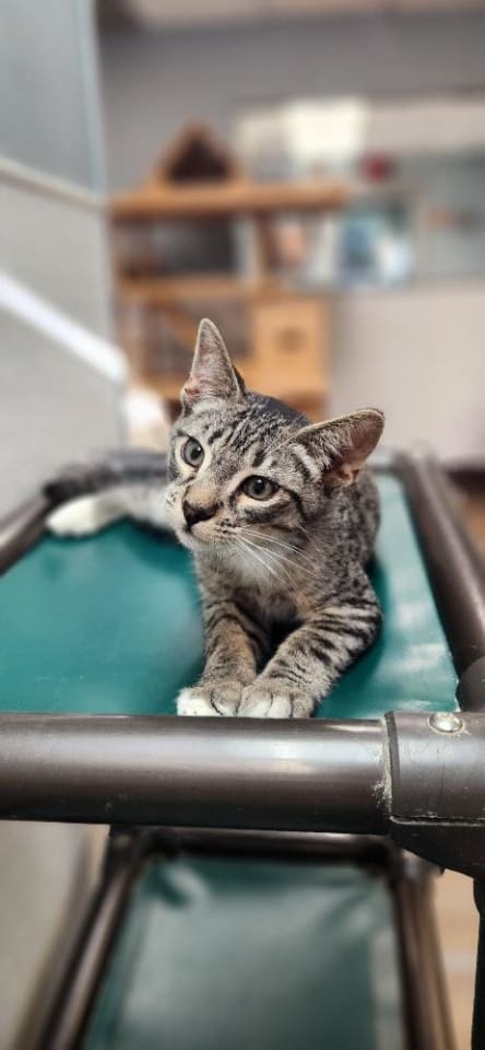 Photo of Kitten 28065 (Checkers)