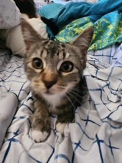 Photo of Mako