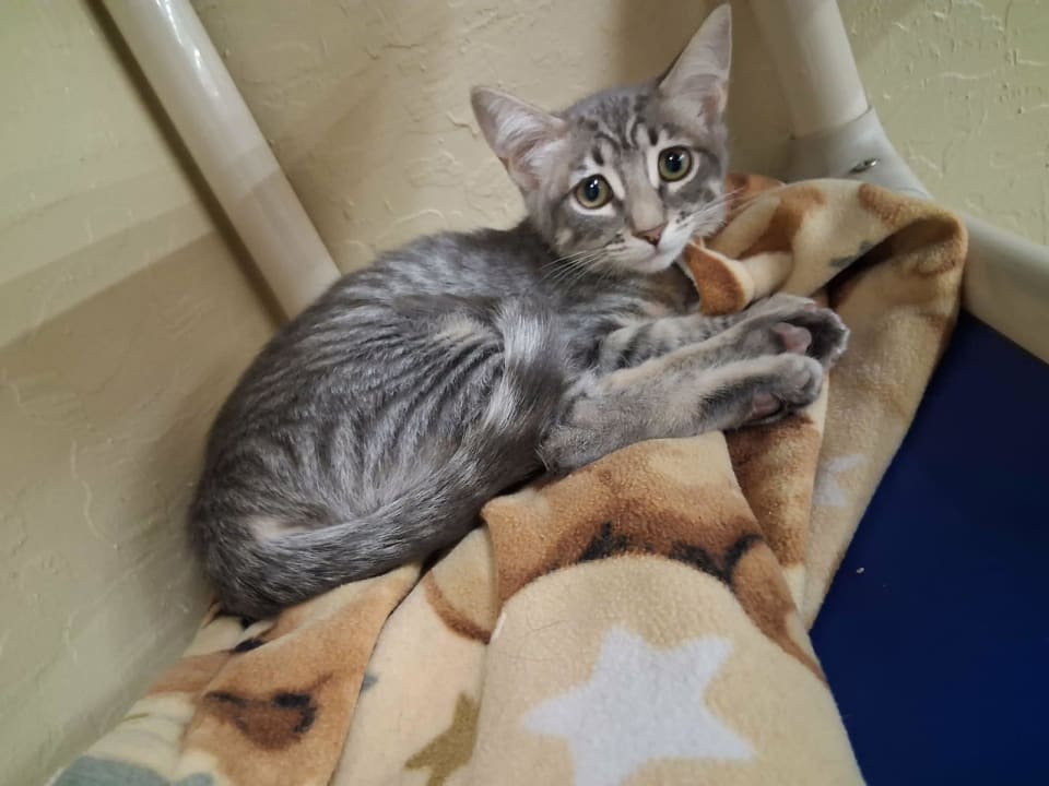 Photo of Martini