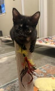 Photo of Nova