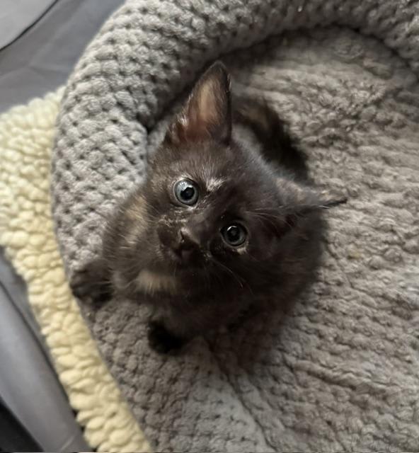 Photo of Nova